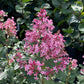 SYRINGA X BLOOMERANG `BALLET`-Lilac