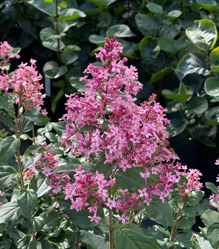 SYRINGA X BLOOMERANG `BALLET`