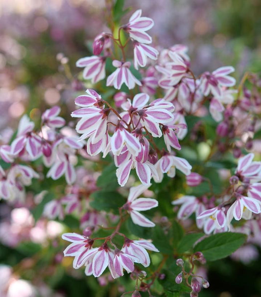 DEUTZIA `YUKI KABUKI`