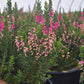 CALLUNA VULGARIS BEAUTY LADIES PINK