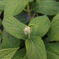 Hydrangea involucrata