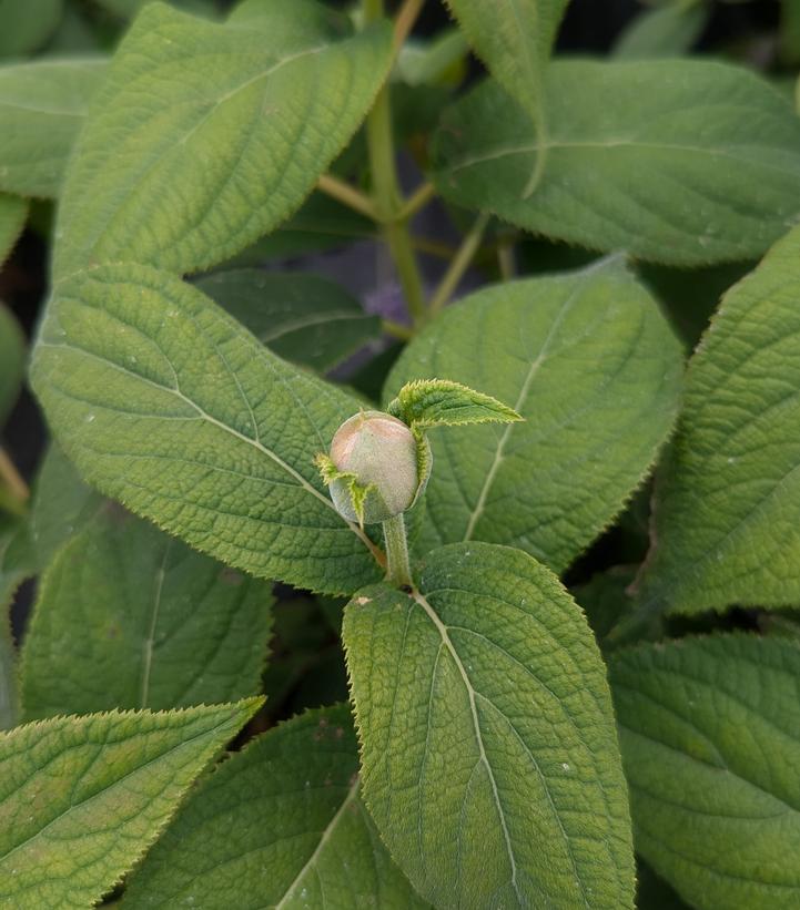 Hydrangea involucrata