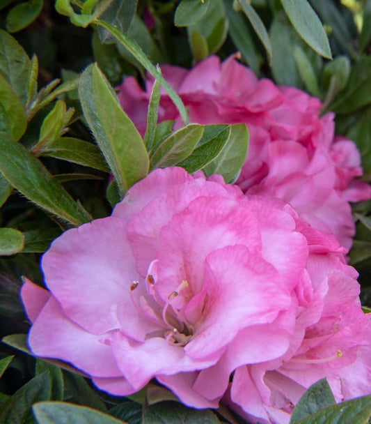 AZALEA EVER AFTER `BLUSH`