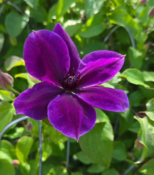 CLEMATIS `RAVEL`