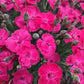 DIANTHUS GLAMOUR TIME™