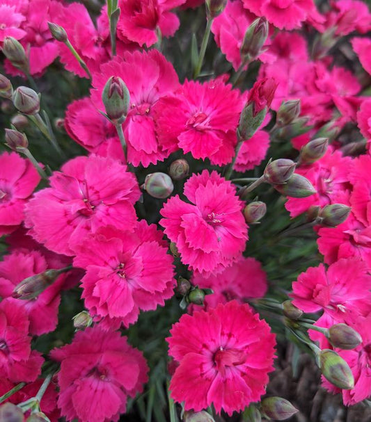 DIANTHUS GLAMOUR TIME™