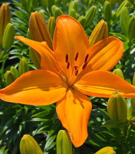 LILIUM FANTASIATIC `ORANGE`