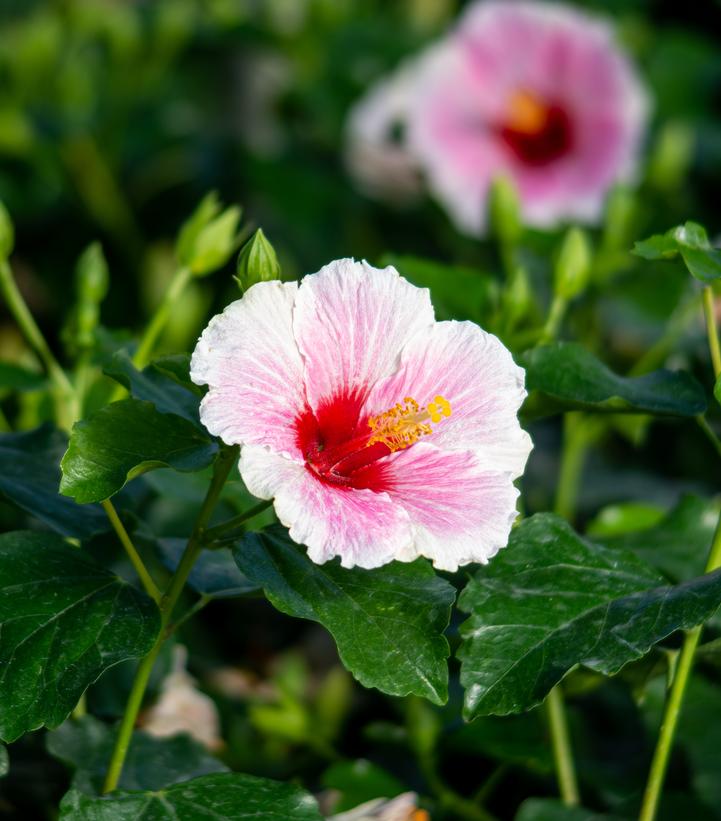 HIBISCUS HOLLYWOOD HIBISCUS® AMERICA`S SWEETHEART™