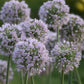 ALLIUM `BOBBLEHEAD`