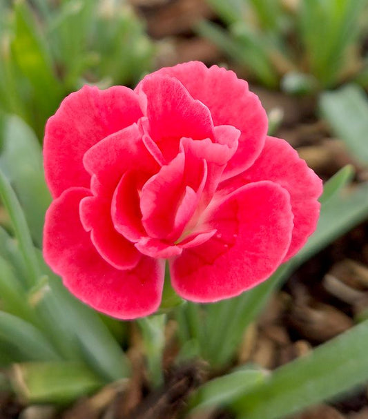 DIANTHUS EVERLAST `PEACH`