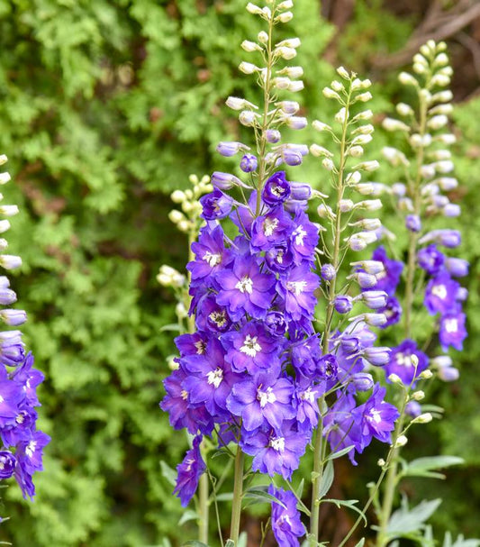 DELPHINIUM ELATUM `VIOLETS ARE BLUE`