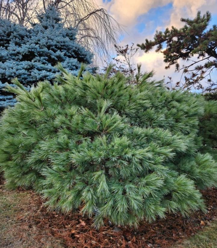 PINUS str. Blue Shag-Eastern white pine