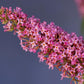 BUDDLEIA DAVIDII `TRIPPY PINK`