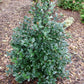 ILEX X MESERVEAE `CASTLE ROUGE`