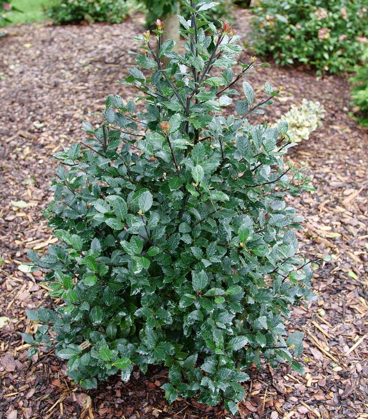 ILEX X MESERVEAE `CASTLE ROUGE`