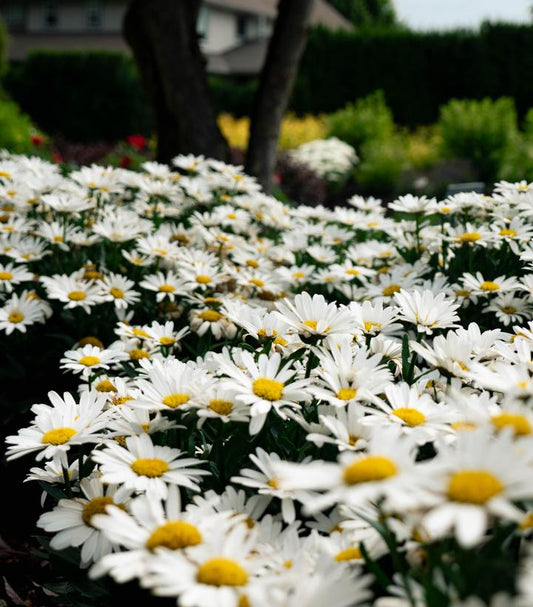 LEUCANTHEMUM OOH LA™ LaGRANDE