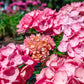 HYDRANGEA M `SOUL MATE`