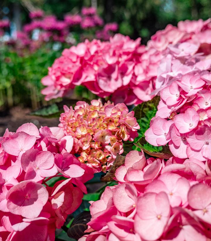 HYDRANGEA M `SOUL MATE`