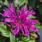MONARDA UPSCALE® `LAVENDER TAFFETA`-Bee Balm; Bergamot