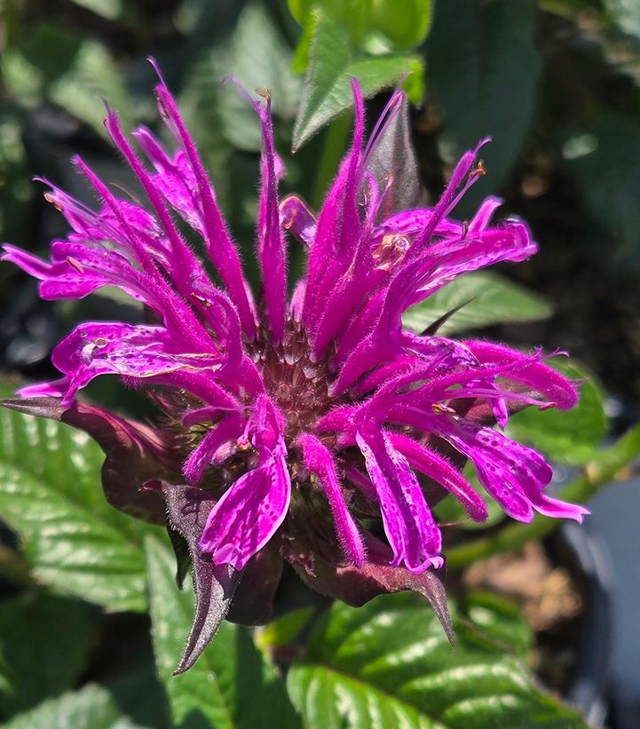 MONARDA UPSCALE® `LAVENDER TAFFETA`-Bee Balm; Bergamot