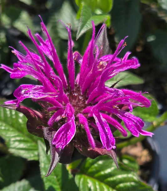 MONARDA UPSCALE® `LAVENDER TAFFETA`-Bee Balm; Bergamot