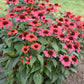 ECHINACEA COLOR CODED® KNOCK `EM RED-Coneflower