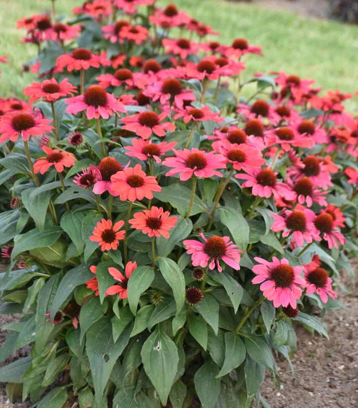 ECHINACEA COLOR CODED® KNOCK `EM RED-Coneflower