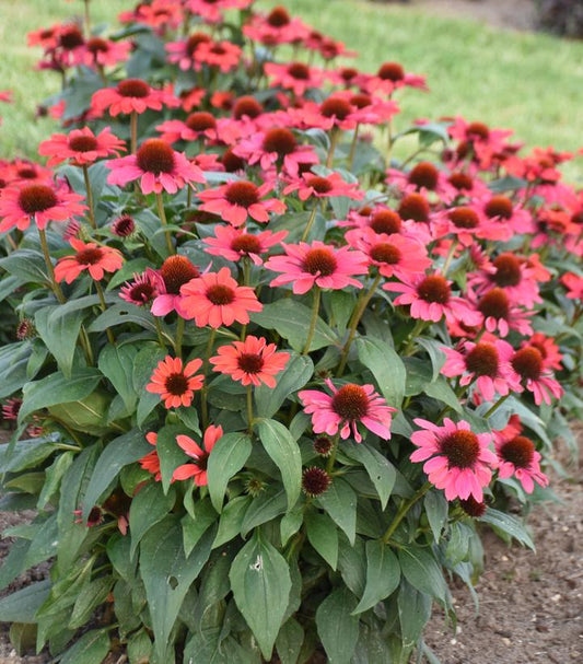 ECHINACEA COLOR CODED® KNOCK `EM RED-Coneflower