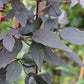 CLEMATIS MOONGATE MOCHA™-Clematis