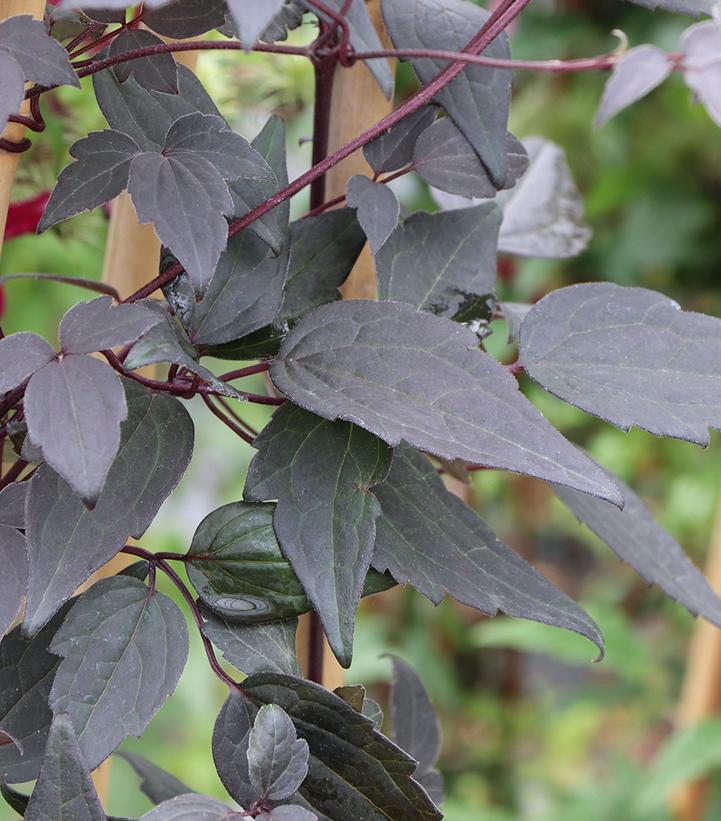 CLEMATIS MOONGATE MOCHA™-Clematis