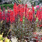 LOBELIA FLUTTERJOY™ `NEON FLAME`-Hybrid Cardinal Flower