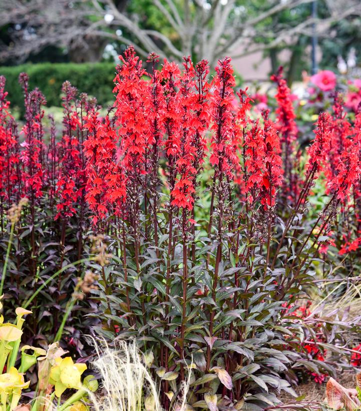 LOBELIA FLUTTERJOY™ `NEON FLAME`-Hybrid Cardinal Flower