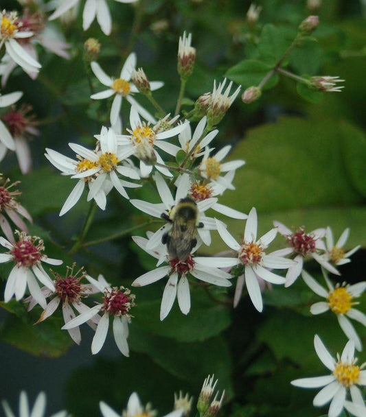 Eurybia divaricata eco59 3.42 L
