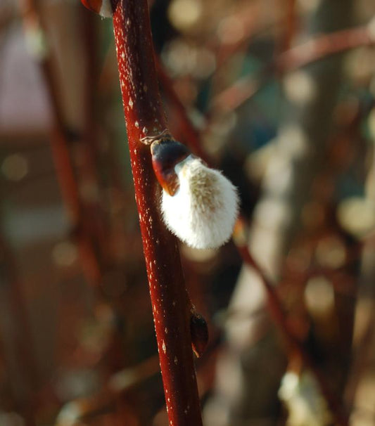 SALIX CAPREA `PENDULA`