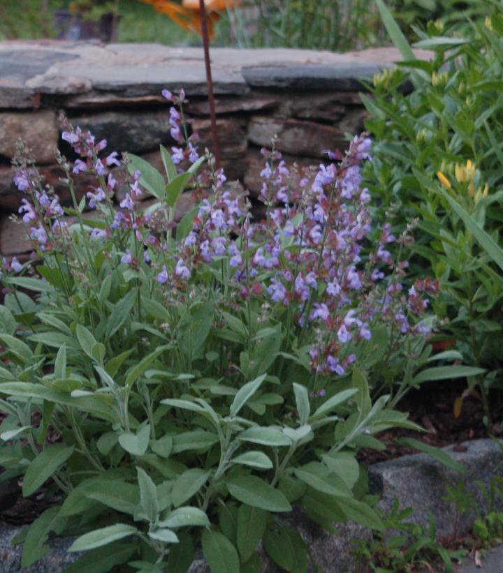 SALVIA OFFICINALIS - GARDEN SAGE