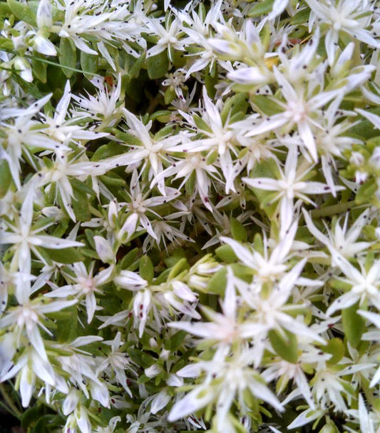 SEDUM TERNATUM `LARINEM PARK`