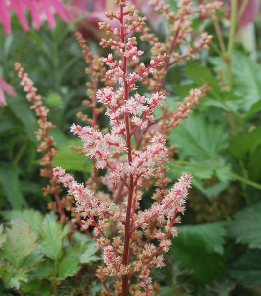 ASTILBE `DELFT LACE`