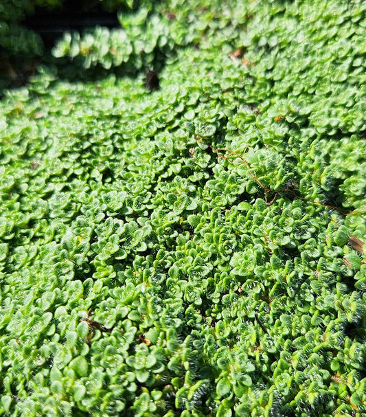THYMUS PRAECOX `ELFIN` - 3`` POT