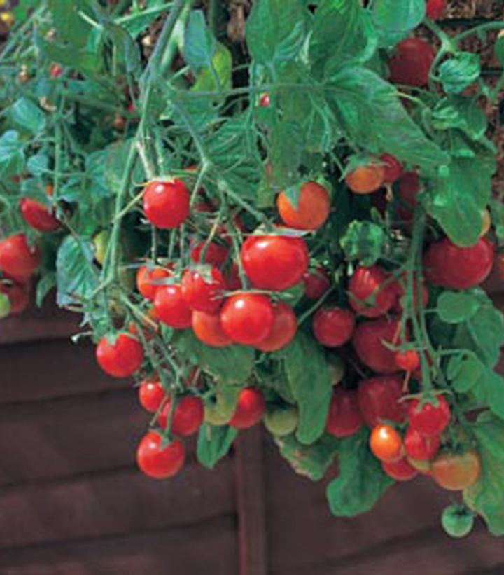 TOMATO `TUMBLING TOM RED` (CHERRY)