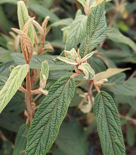 VIBURNUM rhyt. Fenceline-Leatherleaf viburnum