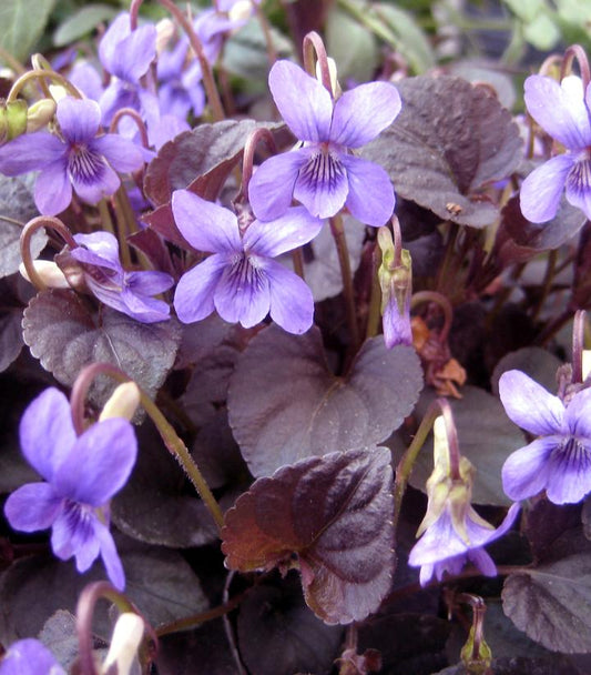 VIOLA LABRADORICA - 3`` POT