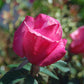 ROSA `FIRST PRIZE`