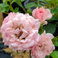 ROSA `THE FAIRY`