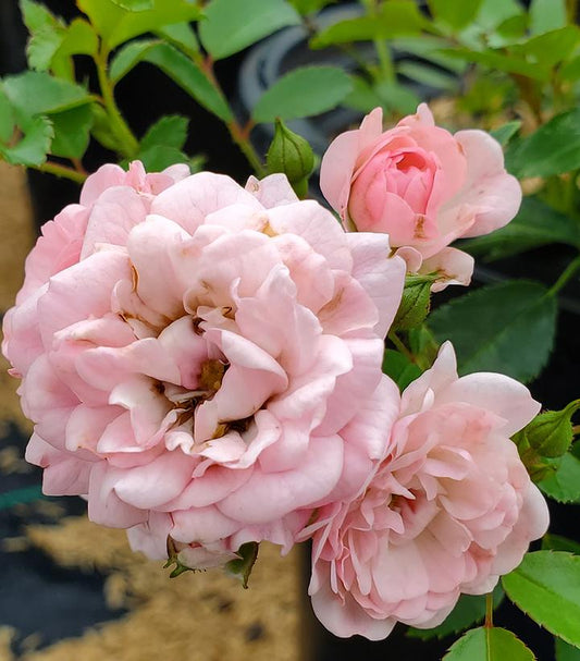 ROSA `THE FAIRY`