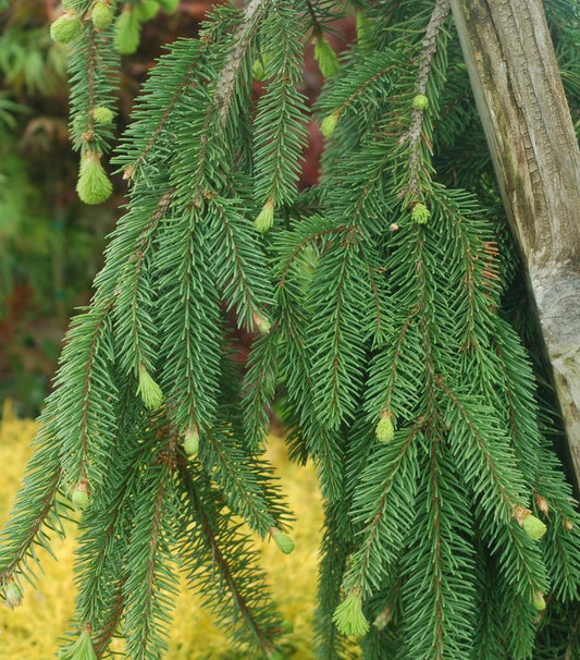 PICEA ABIES `PENDULA`