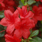 AZALEA `STEWARTSTONIAN`