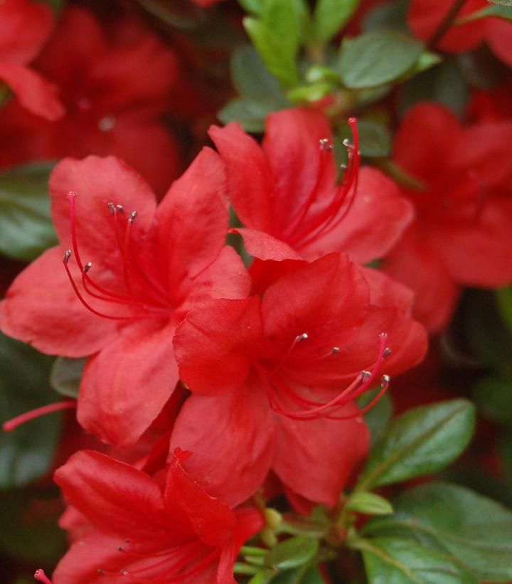 AZALEA `STEWARTSTONIAN`