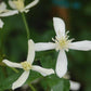 CLEMATIS PANICULATA - WHITE