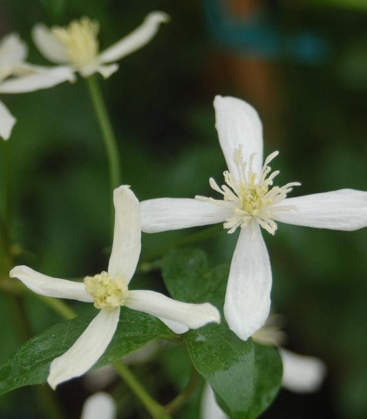 CLEMATIS PANICULATA - WHITE