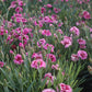 DIANTHUS EVERLAST `LAVENDER EYE`